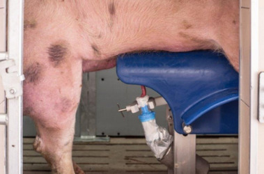 Inseminacja czy krycie naturalne loch?