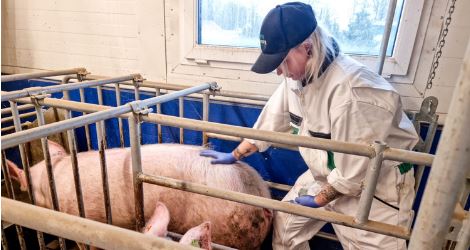 12 zasad skutecznej inseminacji loch