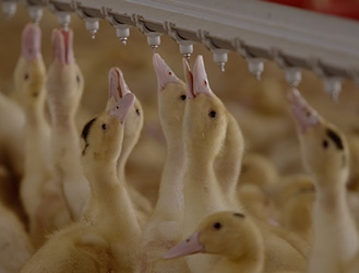 Comment réussir le démarrage en engraissement des canards mulards ?