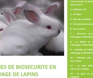 Lapin - Fiches de biosécurité en élevage de lapins