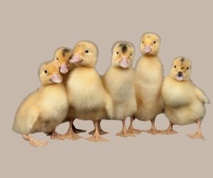 Mule duck - CS roasting duck