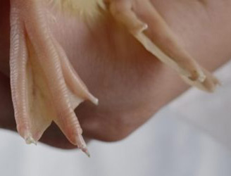 Préparer l’arrivée des canetons dans votre elevage