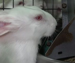 Sélection génétique : principe et intérêts