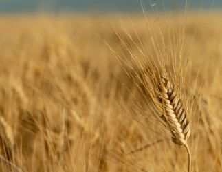 Février 2023 : point de conjoncture sur les matières premières