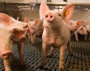 Les impacts de la guerre russo-ukrainienne sur la filière porcine